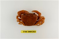 藏品(拉氏清溪蟹)的圖片